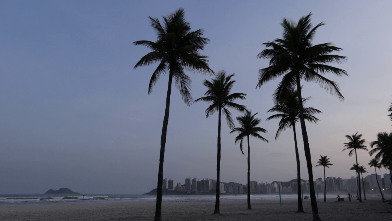 巴西海滩上的棕榈树视频素材