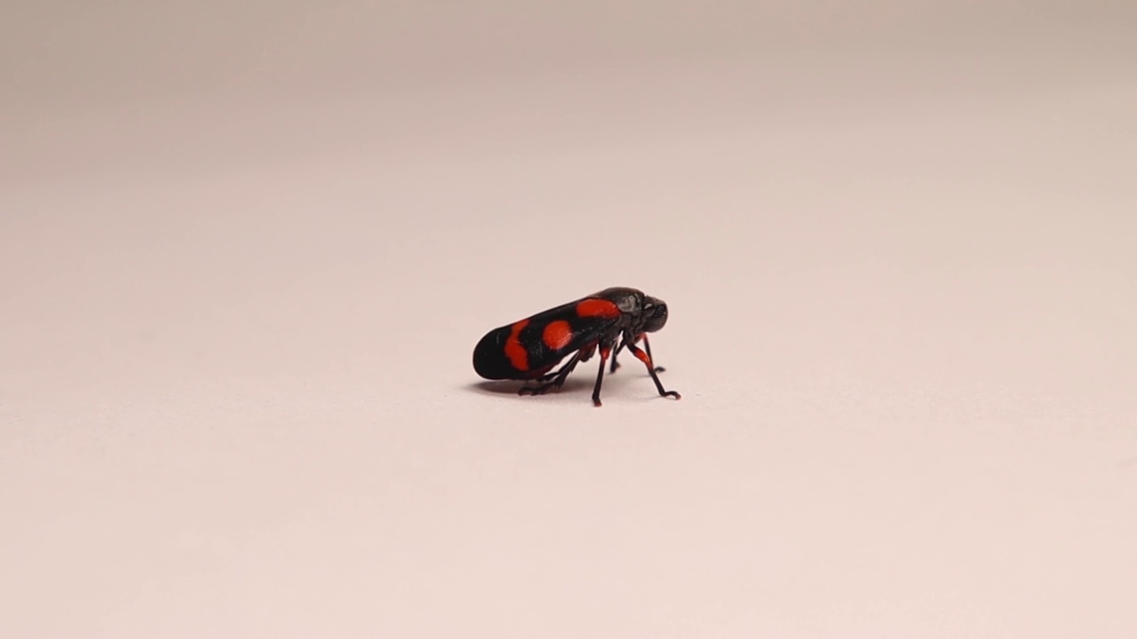 红黑叶蝉成虫。
昆虫在白色背景上孤立地跳跃。
虫子的特写。
昆虫、细菌、叶蝉。
花园野生动物，野生自然。
动物,动物视频素材