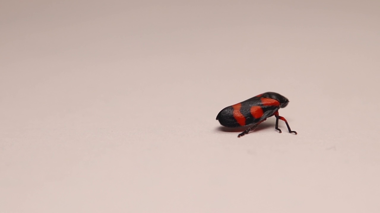 红黑叶蝉成虫。
孤立在白色背景上的昆虫。
虫子的特写。
昆虫、细菌、叶蝉。
花园野生动物，野生自然。
动物,动物视频素材