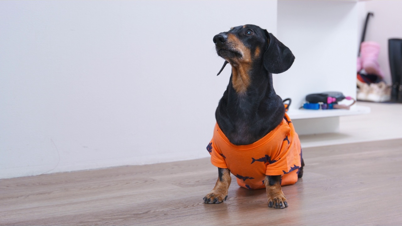 可爱的腊肠狗在橙色t恤执行sit命令，前视图。宠物小心地抬头看着主人，等待喂食、散步或玩耍。乞讨的小狗视频下载
