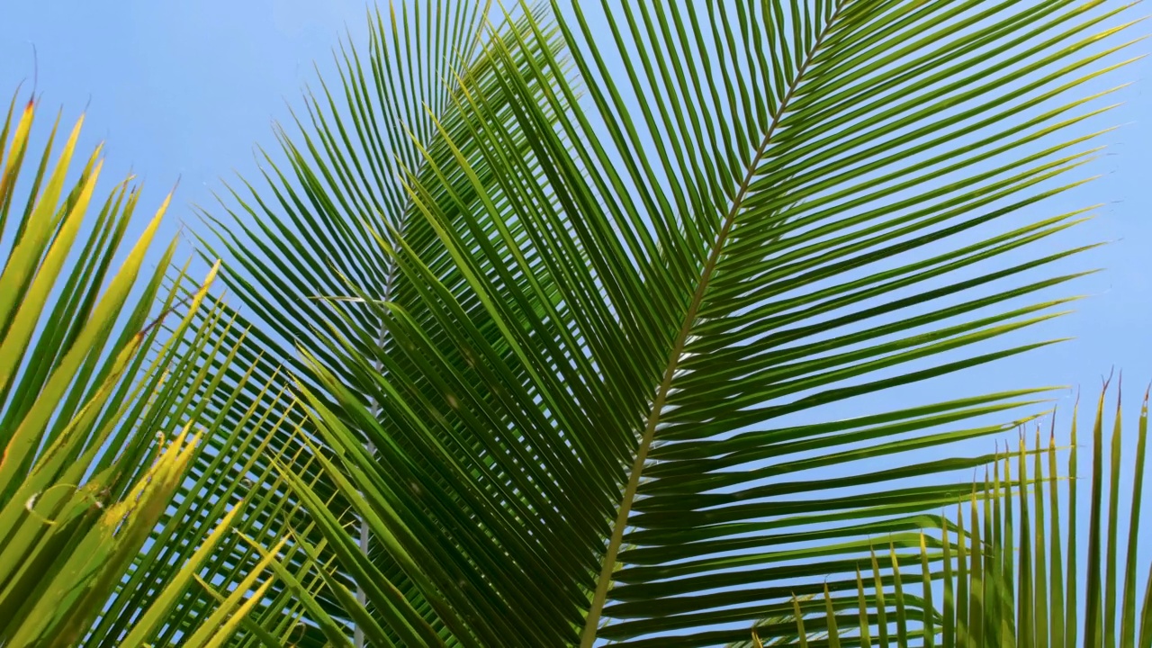 绿色的椰叶在风的吹拂下，映衬着蓝天视频素材