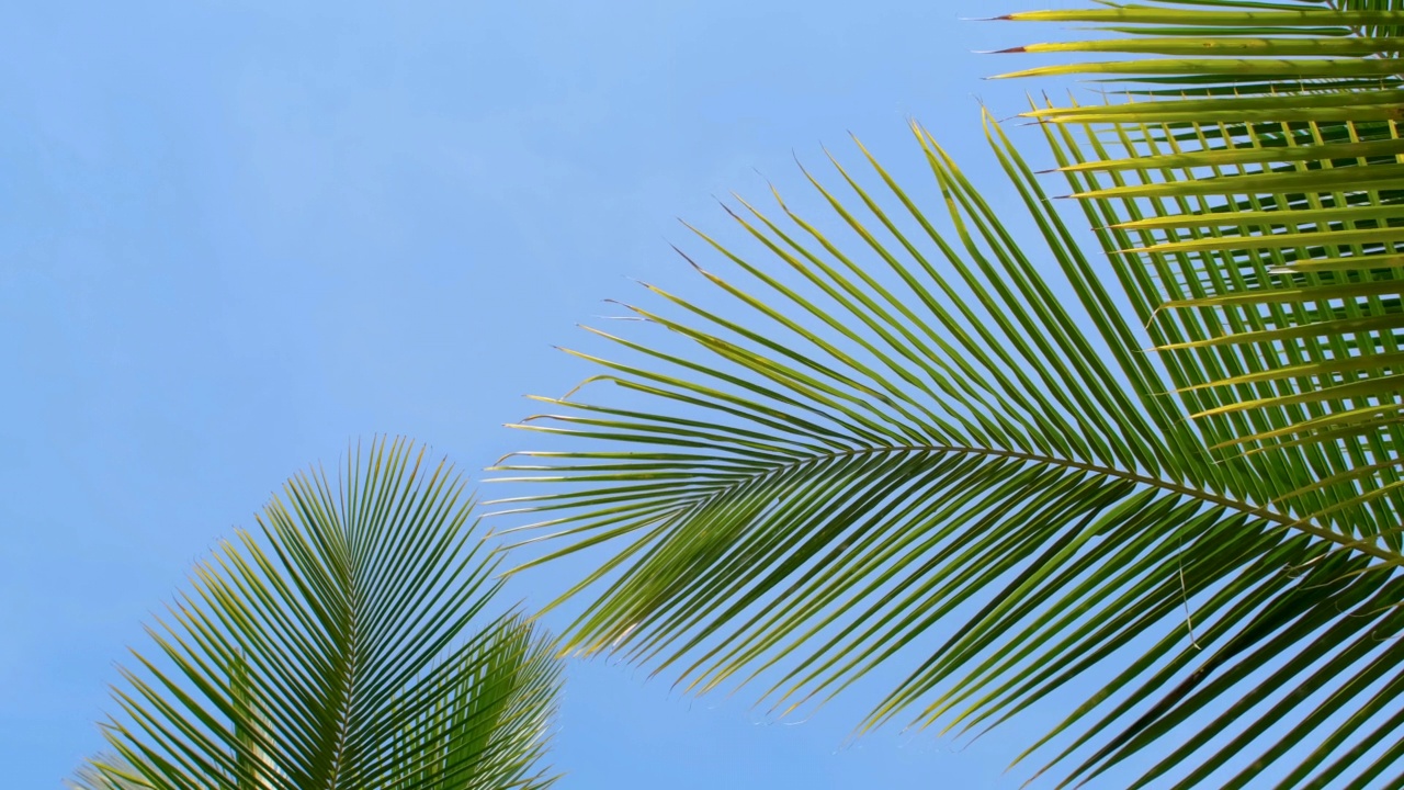 绿色的椰叶在风的吹拂下，映衬着蓝天视频素材