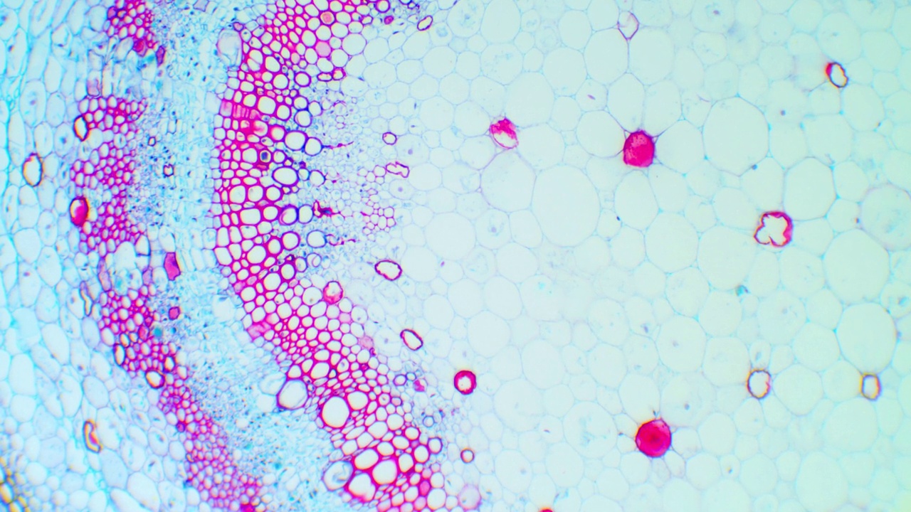 显微镜下的棉秆。植物细胞显微图，用于植物教育。瞄准镜下的棉花。近距离观察植物的茎。视频下载