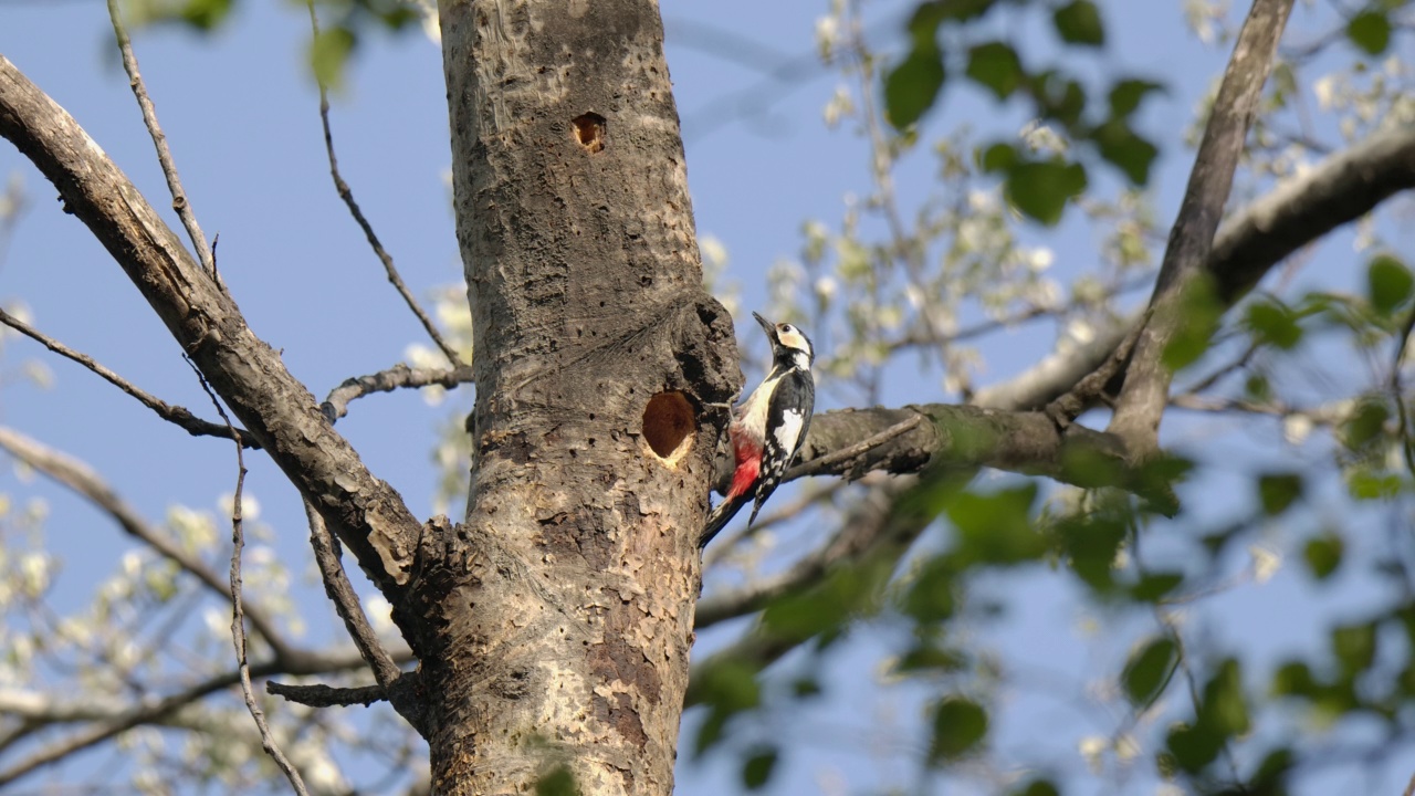 Dendrocopos major(大斑点啄木鸟)飞到树上视频下载
