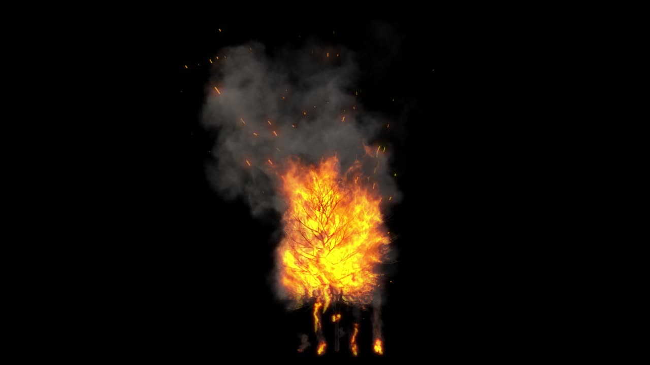 燃烧着的树视频素材