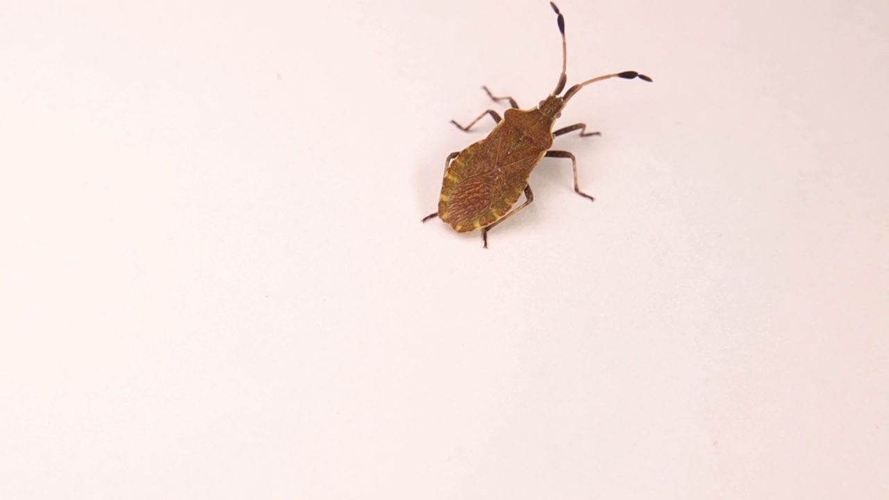 壁球虫孤立在白色背景。
又称船坞虫(边缘核糖体)。
它看起来像棕色的有纹蝽。
昆虫，昆虫。
昆虫、bug。
花园野生动物，野生自然。
动物视频素材