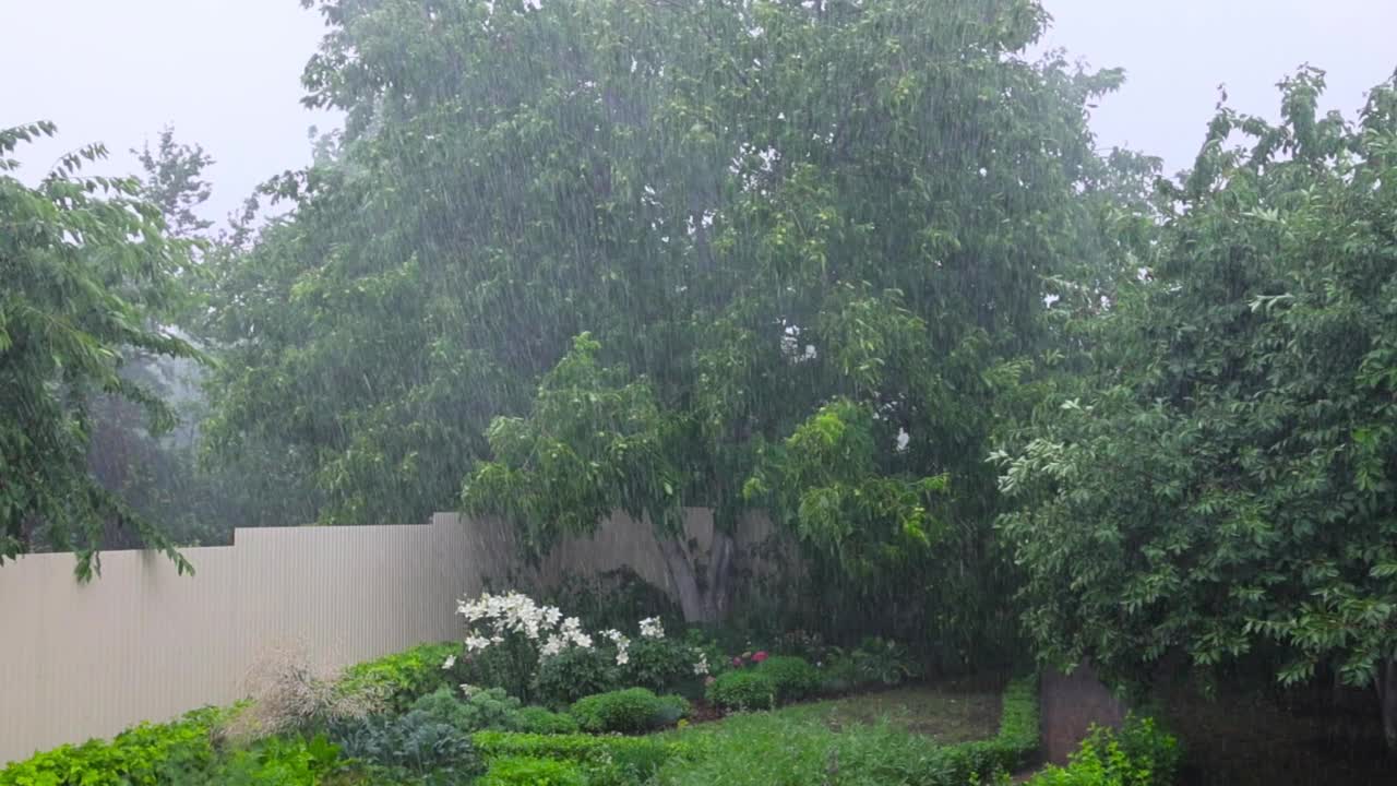 风，雨，飓风，破坏了树。大雨和大风使树木摇晃。倾盆大雨，阵阵狂风。淋浴。暴风雨天气，外面下着大雨。多雨的天气视频素材