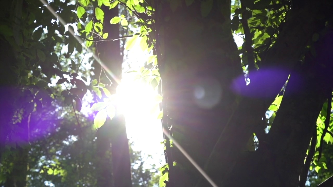 树枝与树叶在日出镜头闪光。在自然中放松的概念。视频素材
