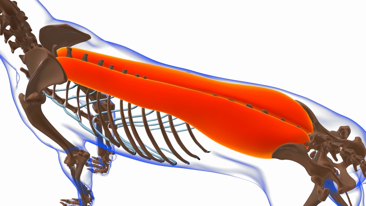 竖脊肌狗肌解剖医学概念3D视频下载
