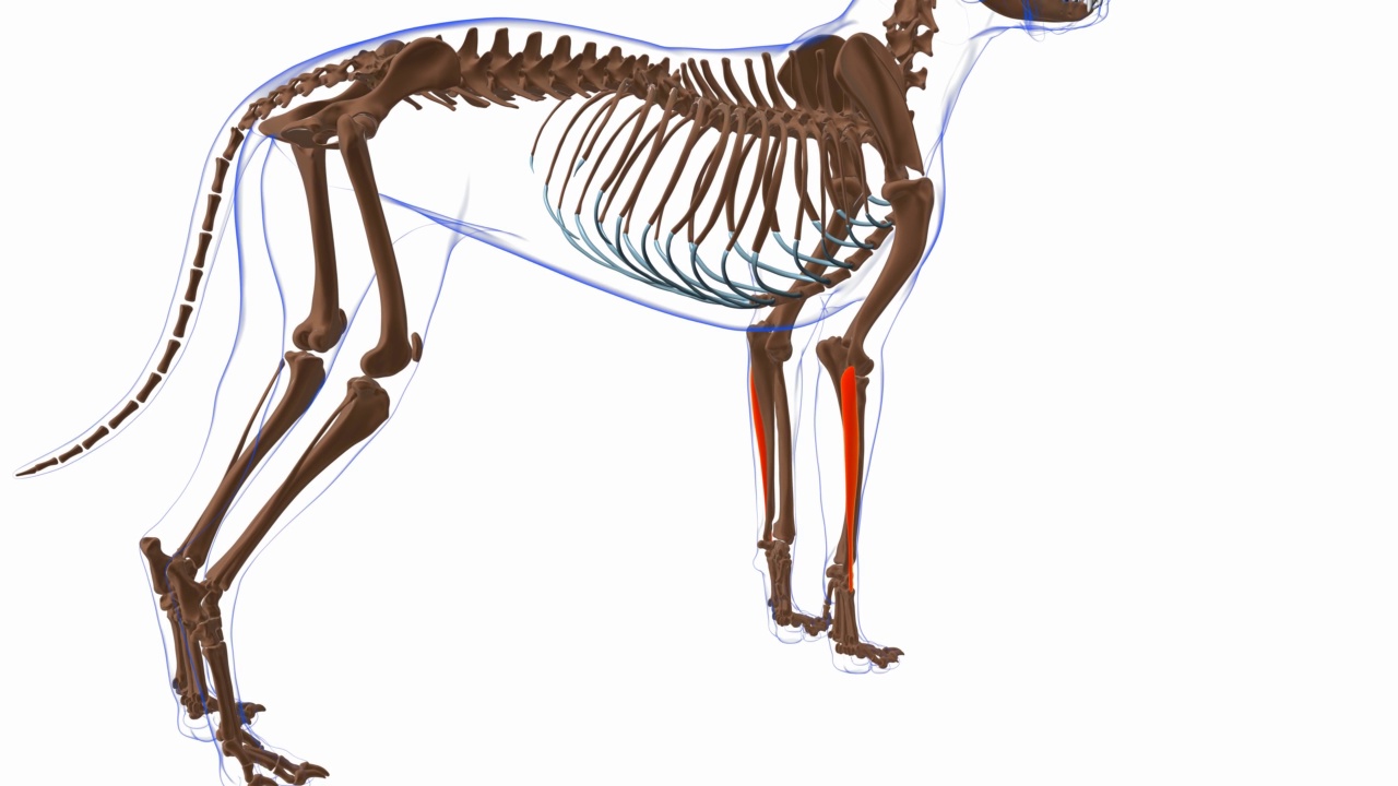 尺侧腕伸肌狗肌解剖医学概念3D视频下载