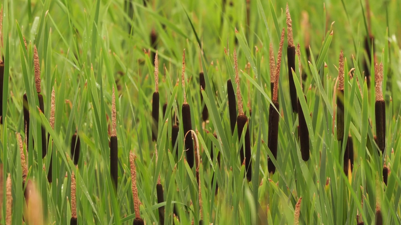 湿地中的新鲜狭叶香蒲视频素材