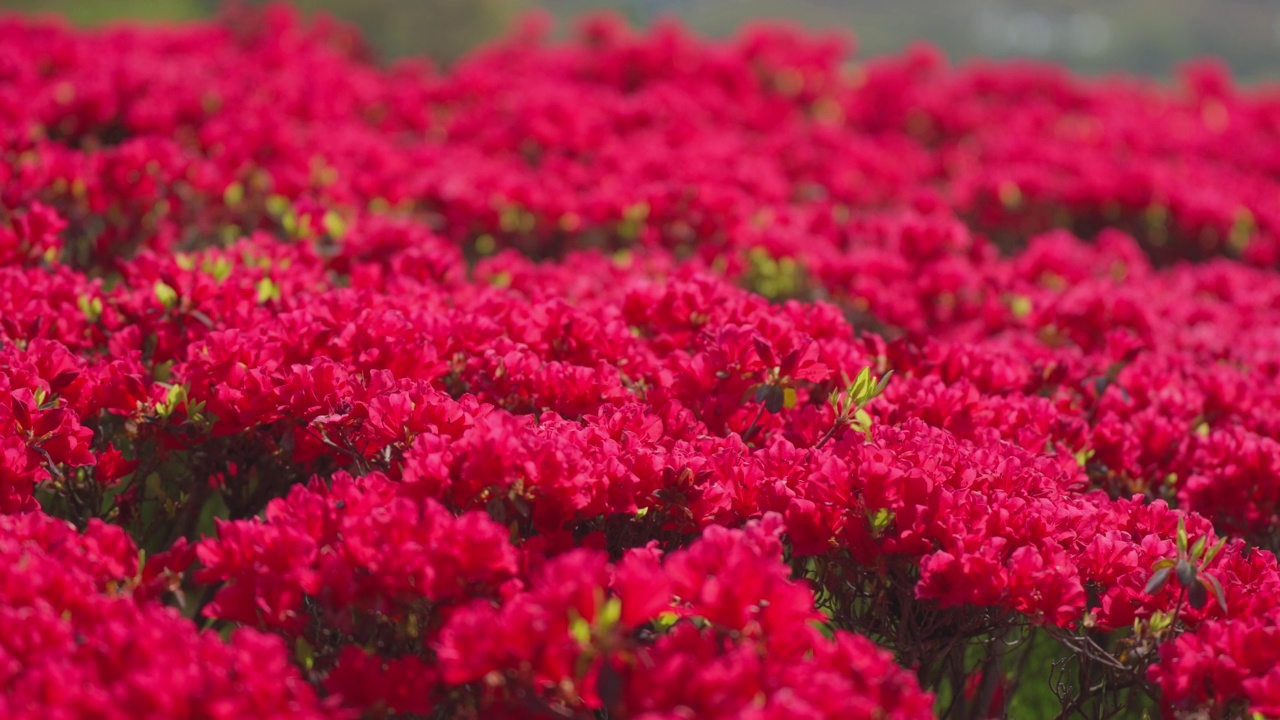 鲜艳的红色杜鹃花盛开视频下载