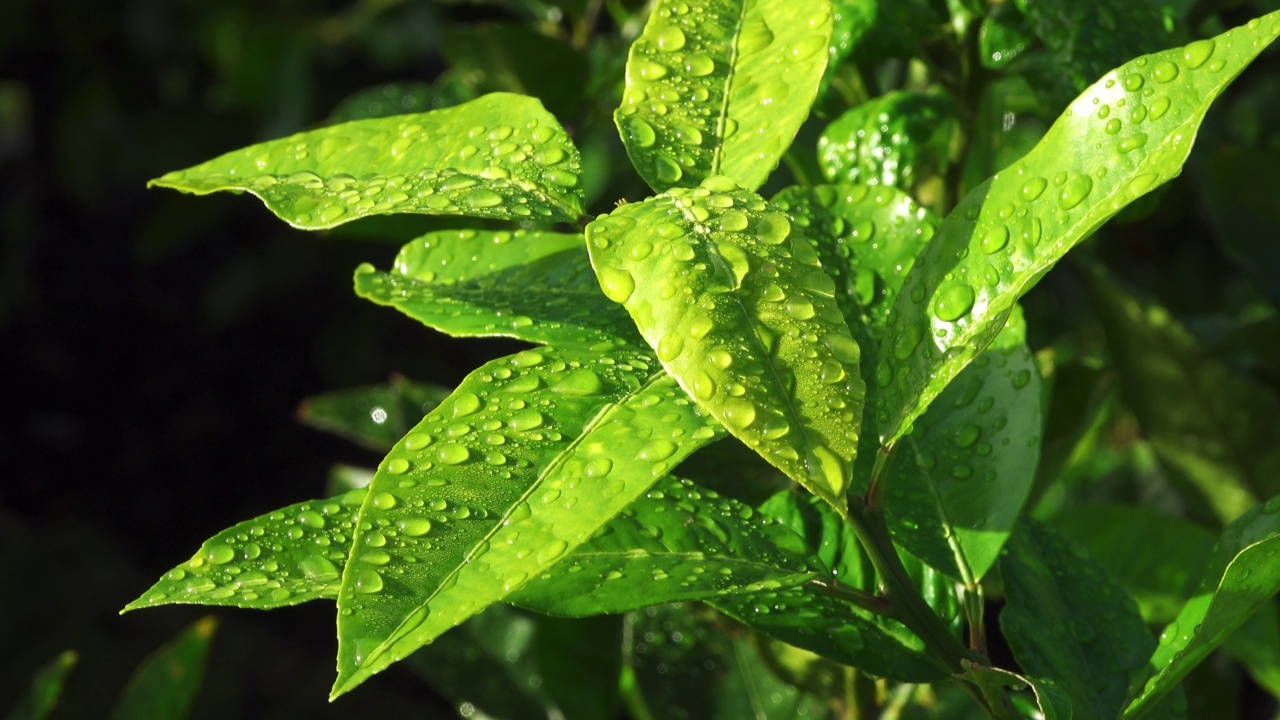 雨滴落在柠檬树叶上视频素材