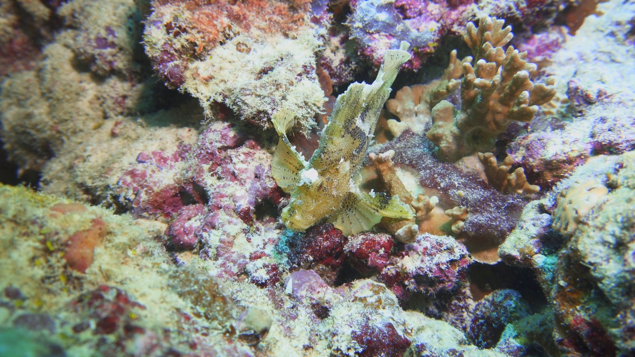 珊瑚礁上的绿叶鱼视频素材