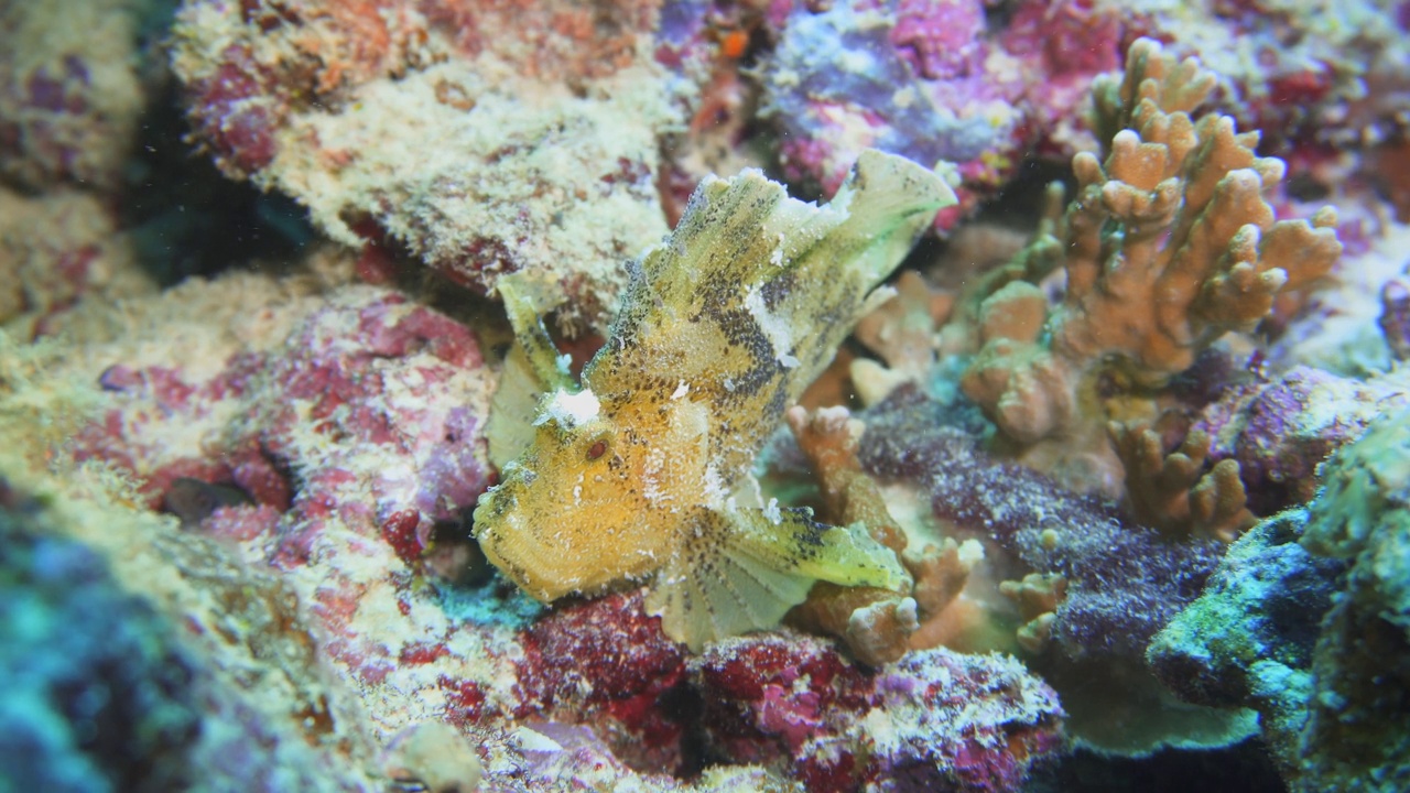 珊瑚礁上的绿叶鱼视频素材