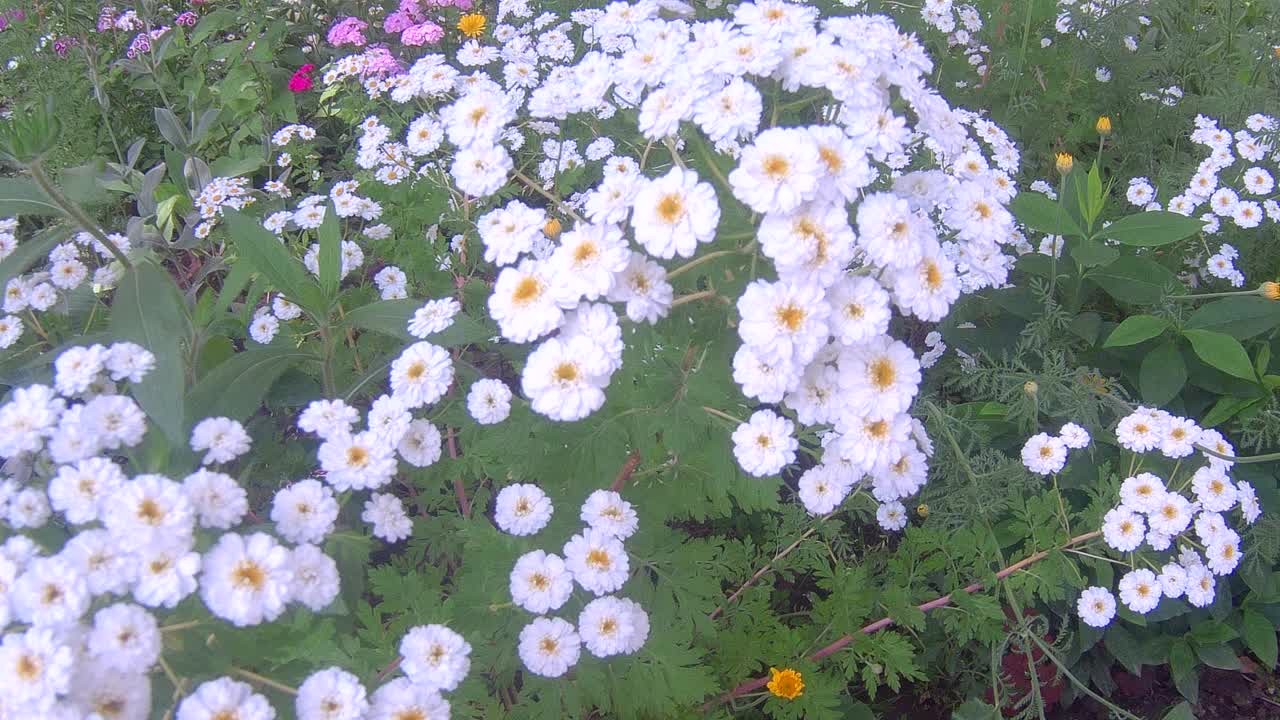 草甸洋甘菊花卉视频素材