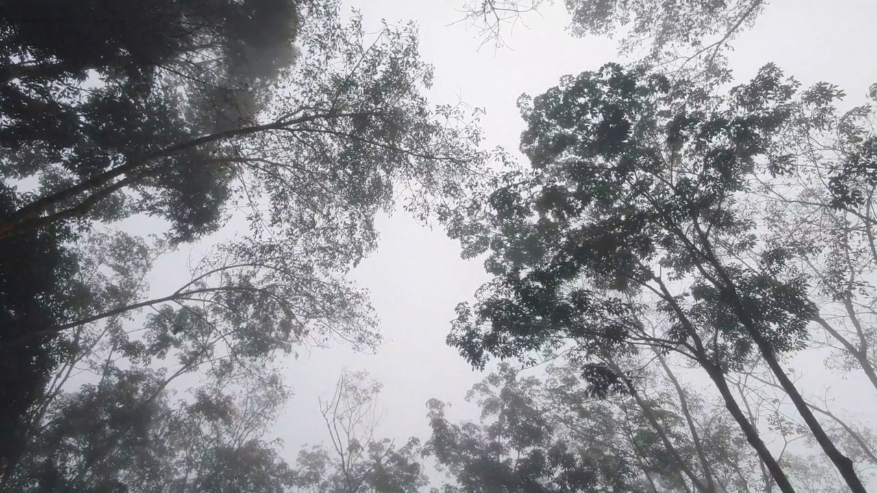 神秘的森林视频素材