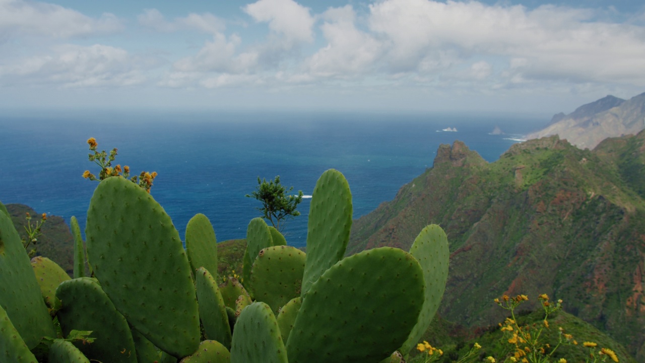 西班牙加那利群岛特内里费岛的阿纳加自然公园。前景中的当地植被。视频素材