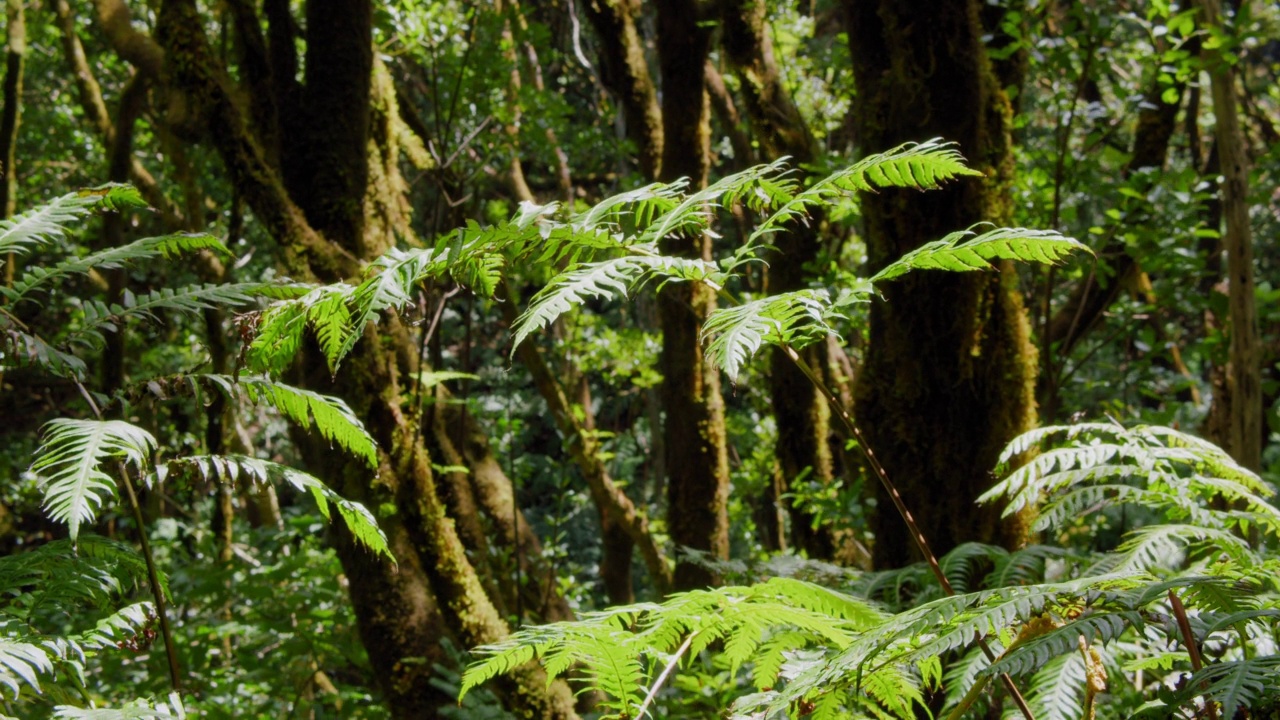在特内里费岛阿纳加生物圈保护区的月桂森林里的带苔藓的树干。加那利群岛。森林里的蕨树，特写。宏。手持拍摄的。视频素材