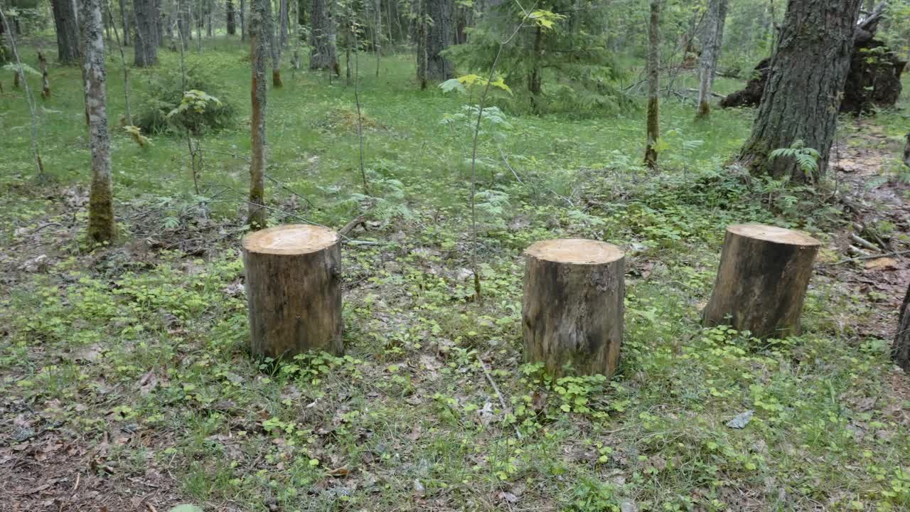 爱沙尼亚森林中的树桩线视频下载