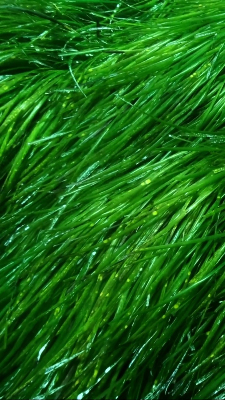 垂直视频:阳光下浓密的绿色海草波西多尼亚的特写。镜头向前移动的绿色海草地中海绦草或海神草(波西多尼亚)慢动作视频下载
