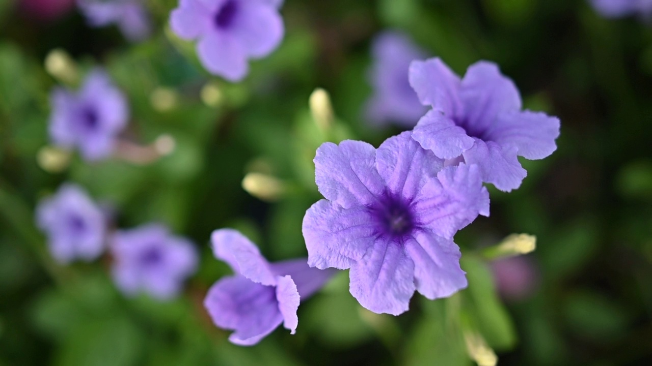 紫色的花朵在清晨绽放，微距，慢镜头，特写，全超高清视频素材
