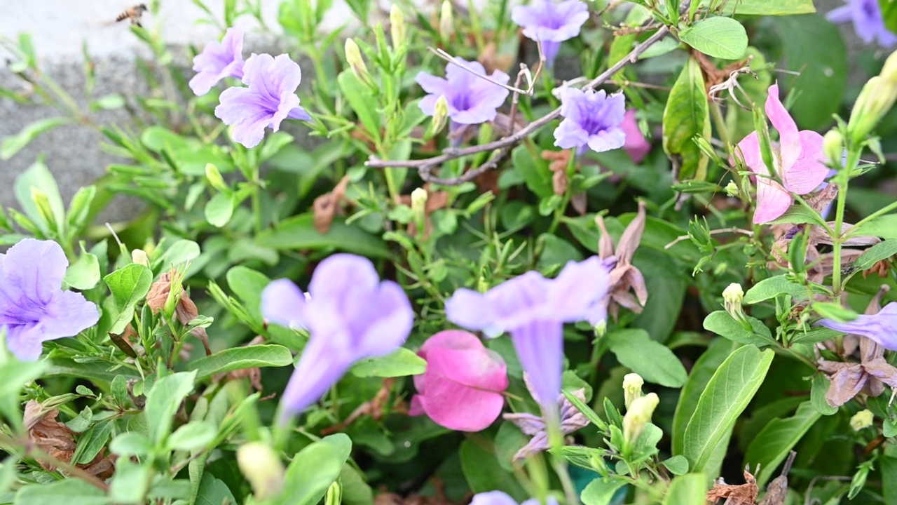 紫色花朵与蜜蜂授粉温暖的光在早晨特写宏，全超高清视频素材