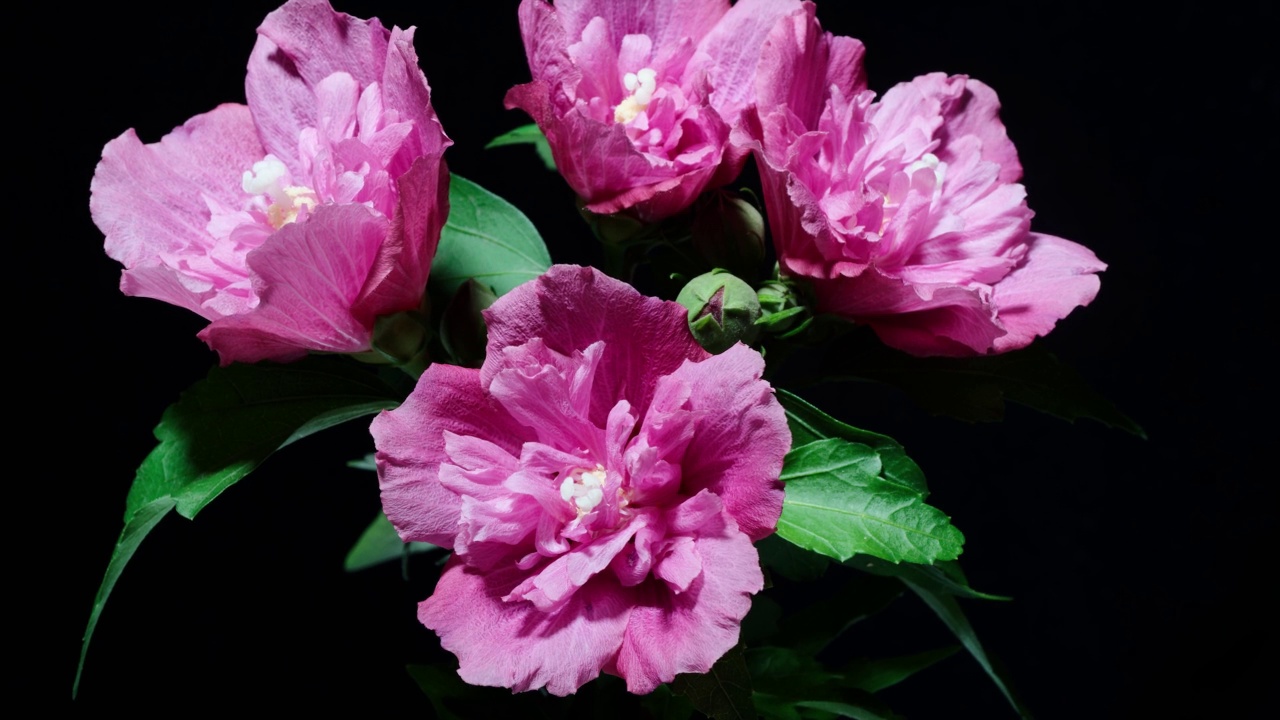 四朵粉色叙利亚木槿花的时间推移镜头从蓓蕾到盛开然后枯萎孤立在黑色背景，4k视频，特写b滚动镜头。视频素材