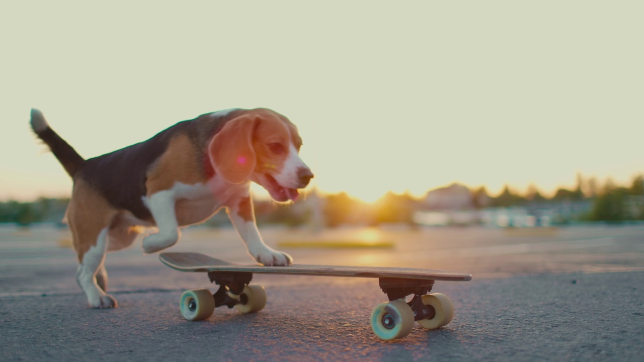 比格犬在停车场玩滑板视频素材