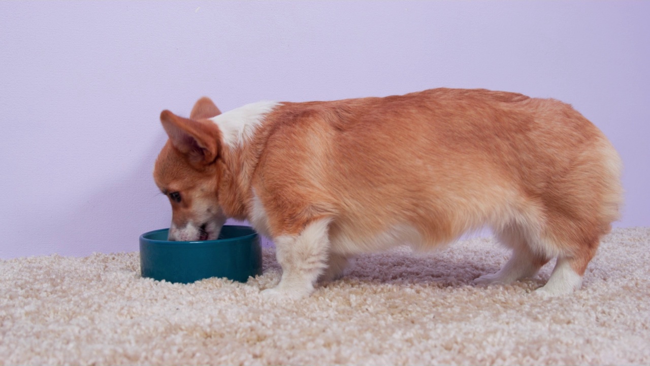 饥饿的威尔士柯基彭布罗克小狗贪婪地吃着地毯上陶瓷碗里的特殊食物，侧视图。某些品种专用兽医食品的广告。视频下载