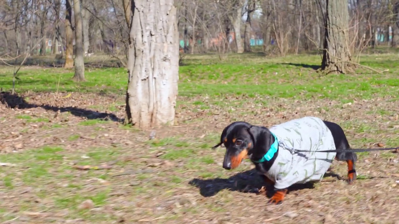 有趣的笨拙的腊肠狗狗穿着一件旧的拉伸t恤，在公园里走在一条皮带上，不断踩在衣服的长边上，跌跌撞撞，侧视视频下载