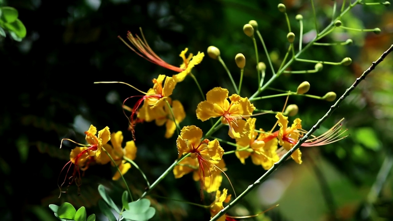 黄色孔雀花(Flam-boyant，火焰树，皇家Poinciana)在风中，自然背景视频素材