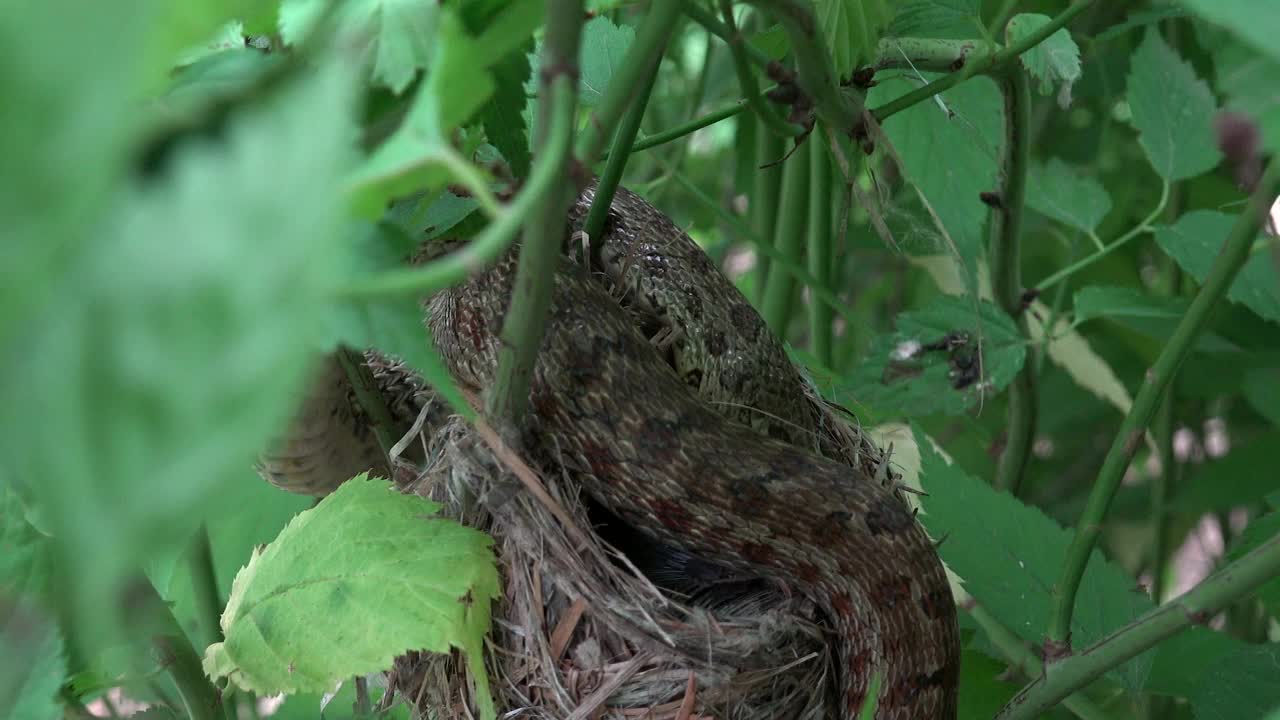 草原鼠蛇(Elaphe dione，草原鼠蛇)在其巢上吃幼虫sinsuthora webbiana (vinus - thro喉头鹦鹉嘴)视频下载