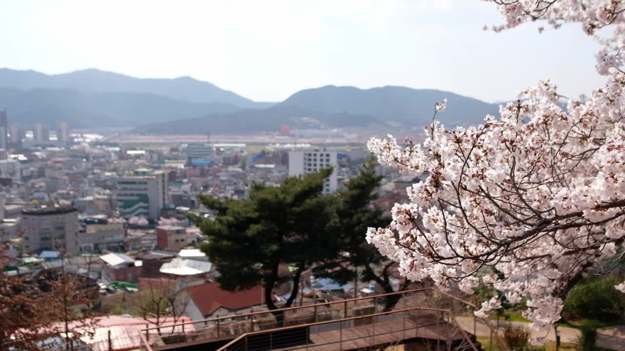 樱花盛开的密阳全景。韩国密阳视频素材