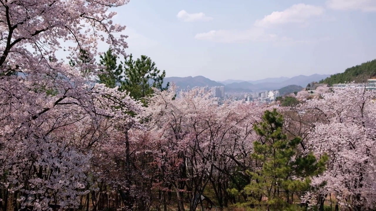 韩国密阳，樱花盛开的密阳阴城视频素材
