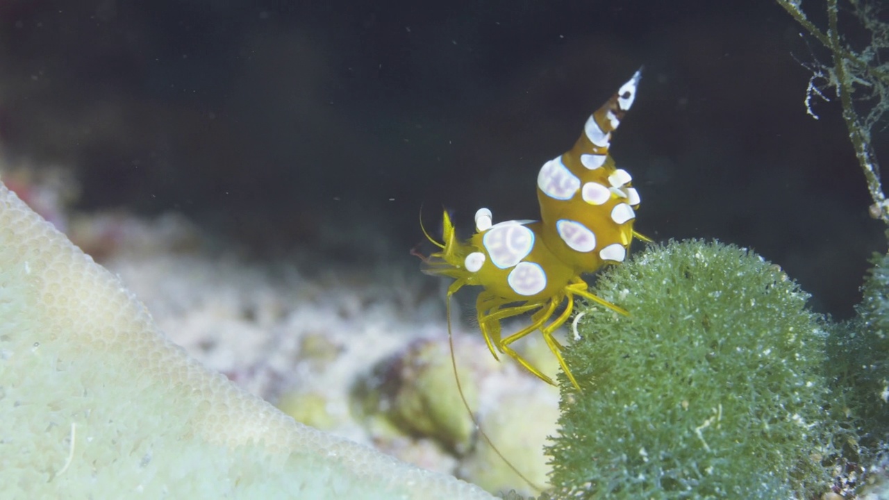 马尔代夫礁石上的性感小虾视频素材