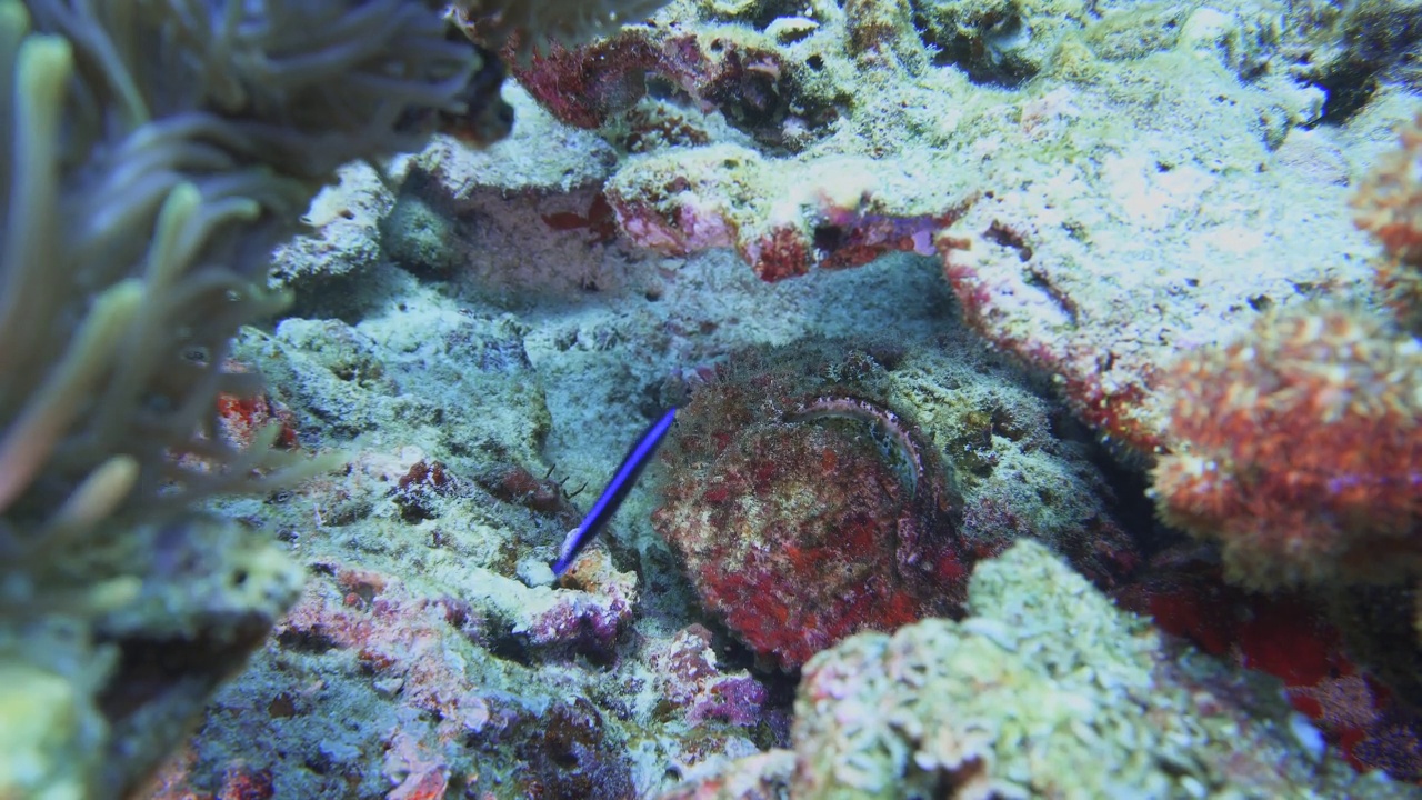 石鱼伪装在礁石上视频素材
