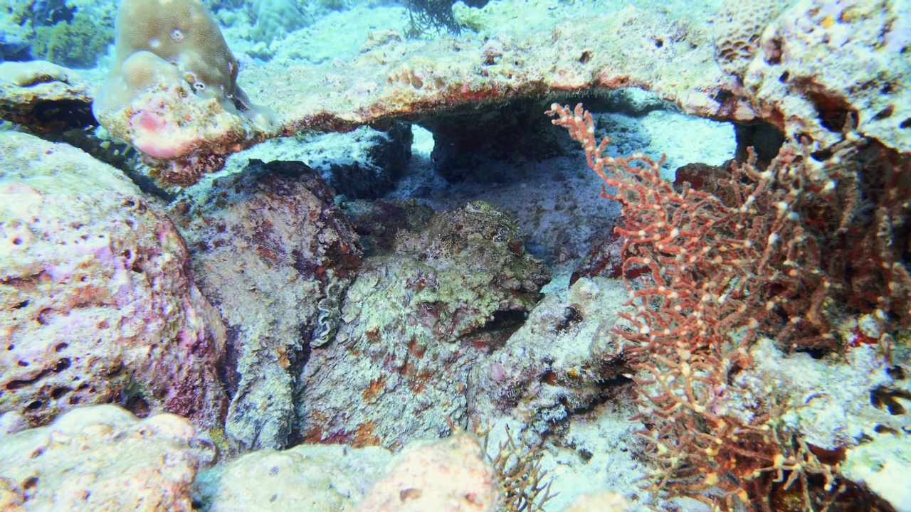 石鱼伪装在礁石上视频素材