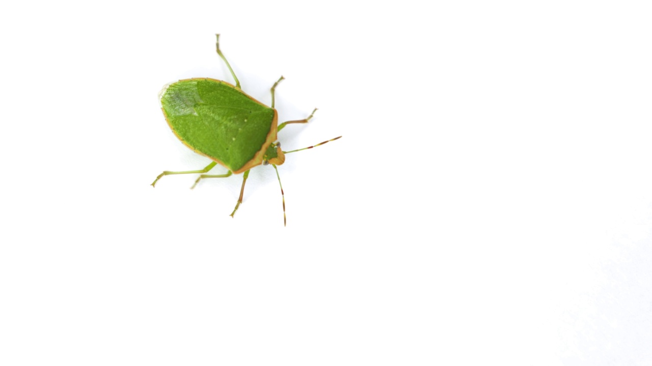 南方绿蝽，学名nezara viridula孤立于白色背景视频素材
