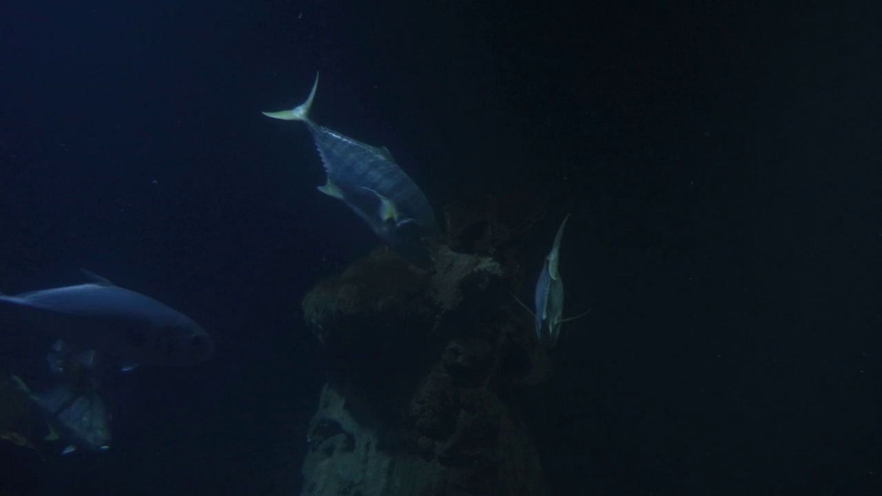 在海底游泳的鱼的水下摄影视频素材
