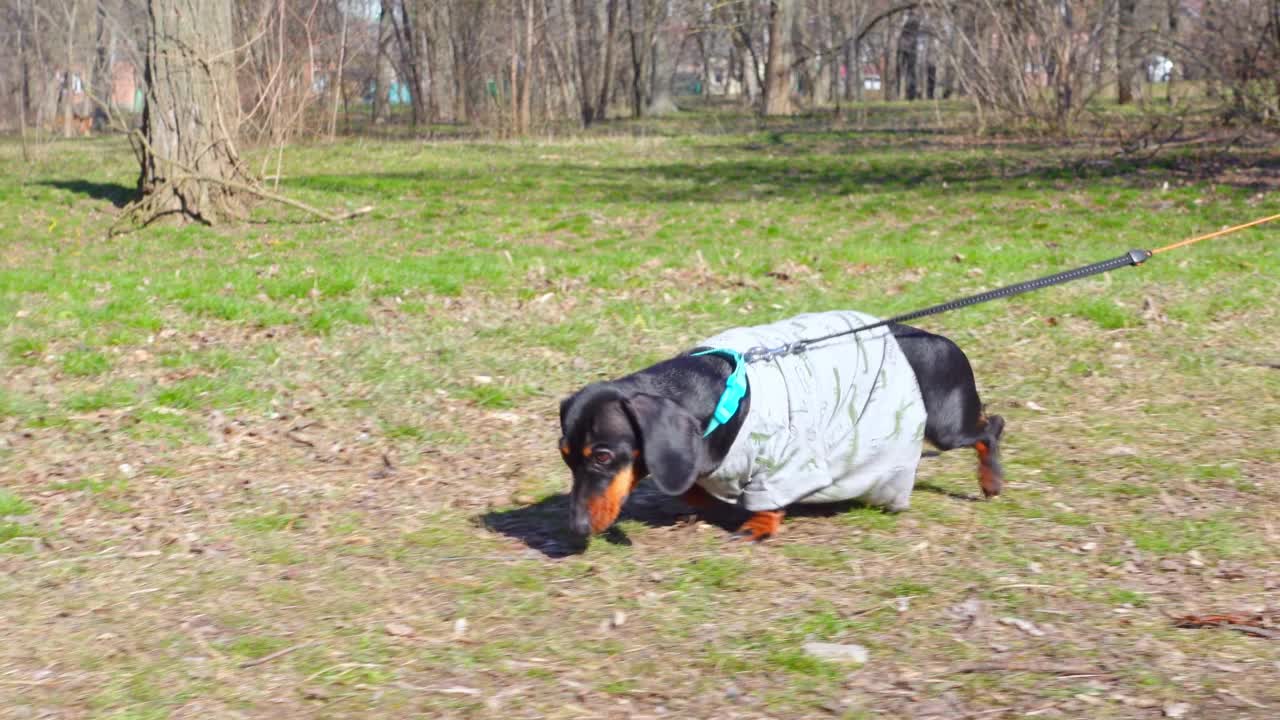 有趣的笨拙的腊肠狗狗穿着一件旧的拉伸t恤，在公园里走在一条皮带上，不断踩在衣服的长边上，跌跌撞撞，侧视视频下载