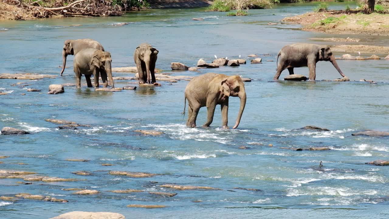 一群小象走在山间的河边。斯里兰卡象是亚洲象的一个亚种。平纳瓦拉大象孤儿院的4K镜头。视频素材