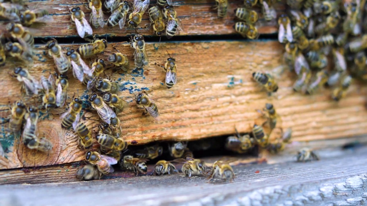 蜜蜂在蜂巢里的生活，养蜂疗法。视频素材