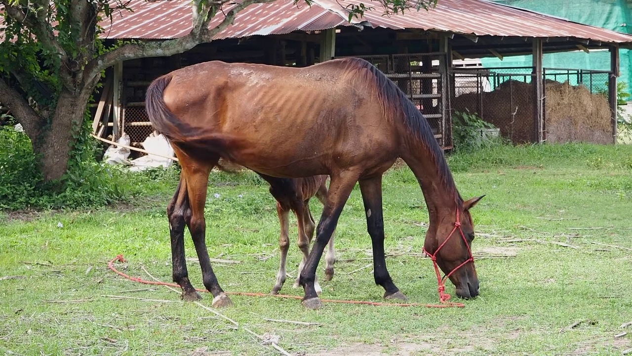 小红马和可爱的小马驹在乡下吃草视频素材