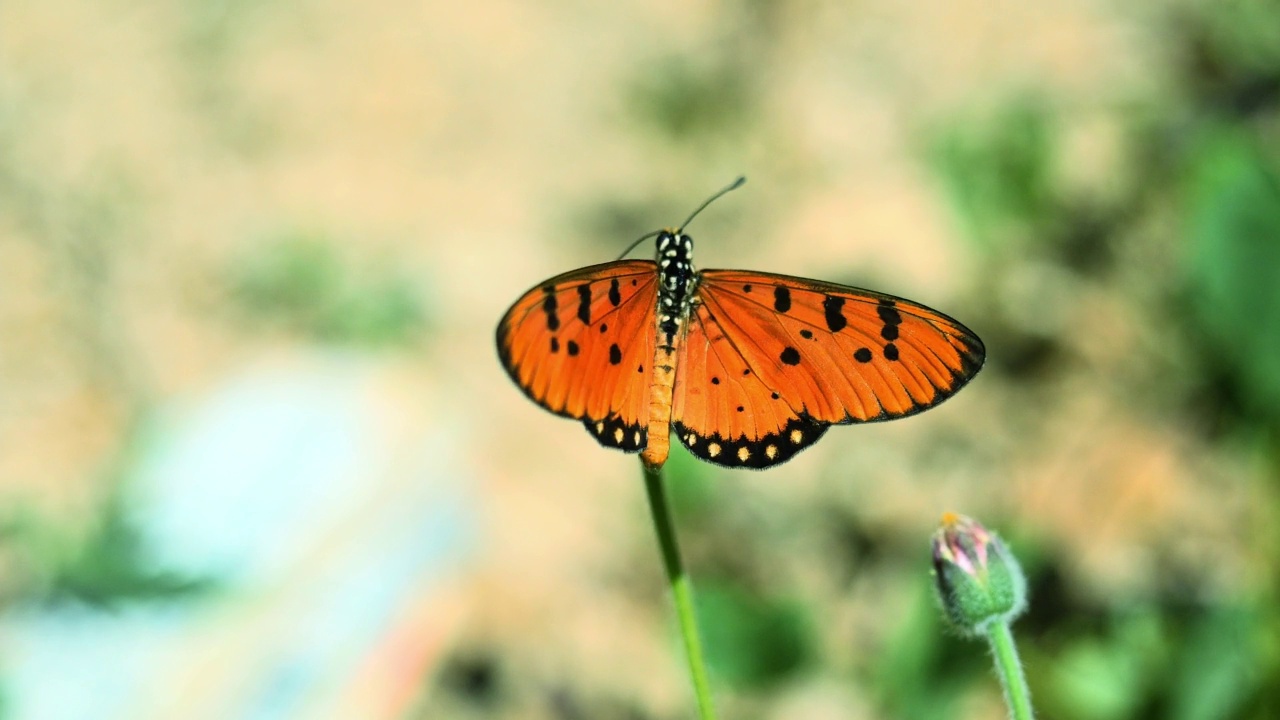 在西班牙针花上寻找花蜜的黄褐色科斯特蝴蝶视频素材