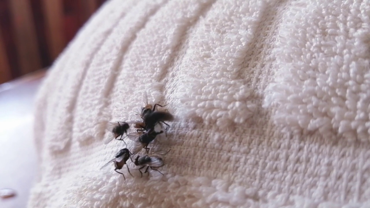 苍蝇飞在脏衣服上，昆虫飞在白丝上视频下载