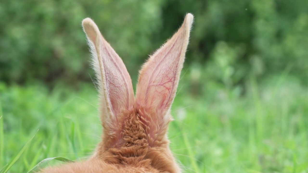 春天的花园里，一只有趣的红兔子长着大耳朵，站在绿油油的嫩草上，特写。视频下载