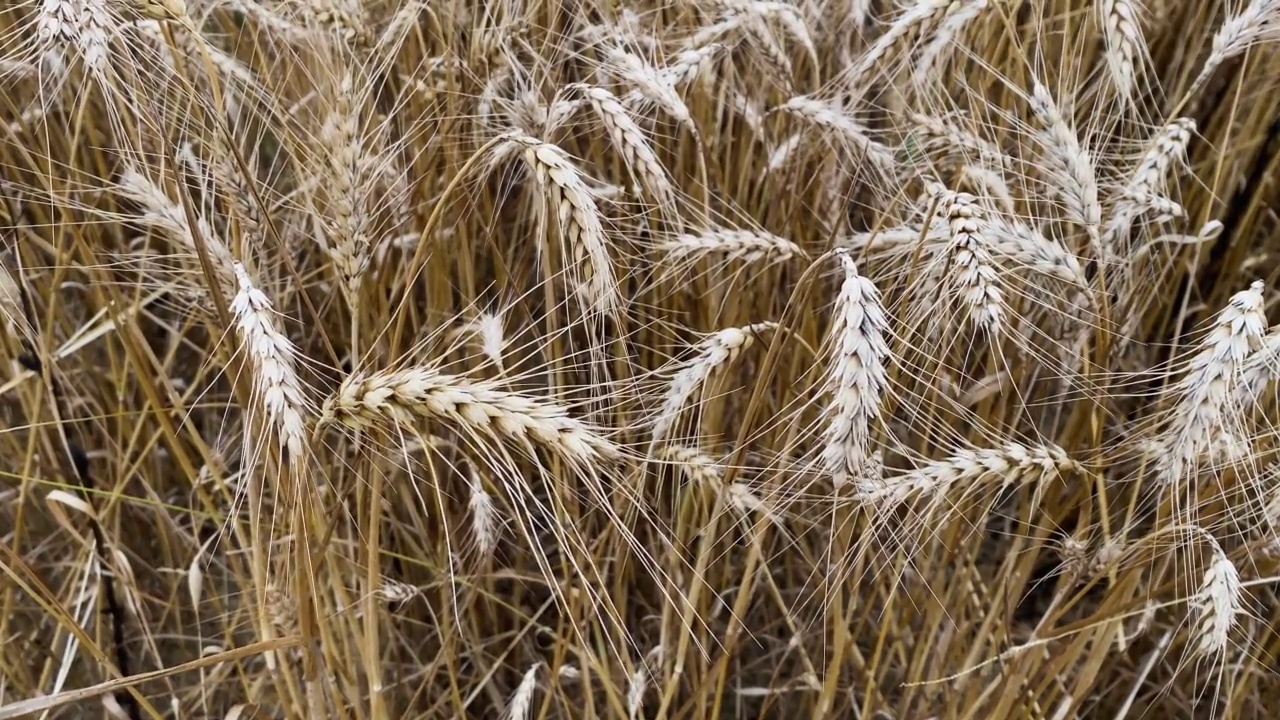 2022年小麦成熟的季节视频下载