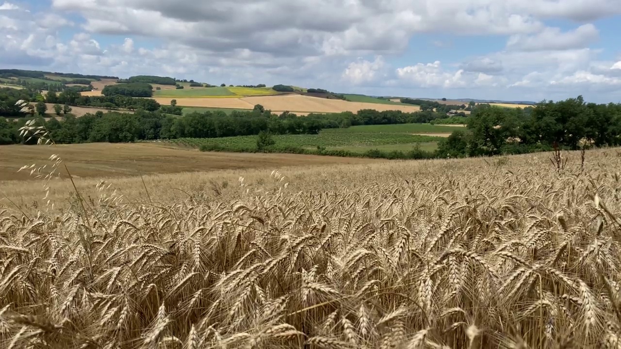 2022年法国，成熟的小麦田视频下载