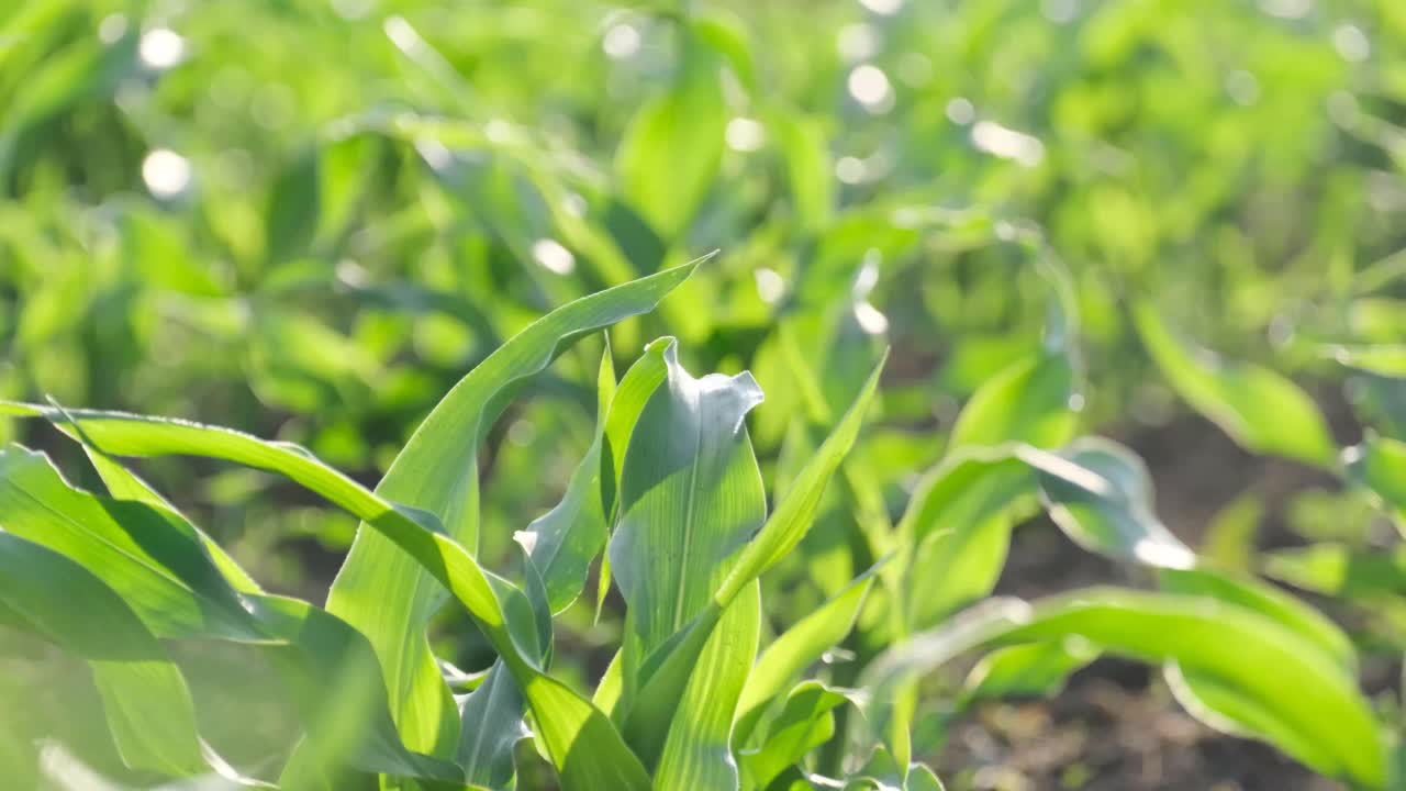 玉米幼苗绿叶的特写。视频素材